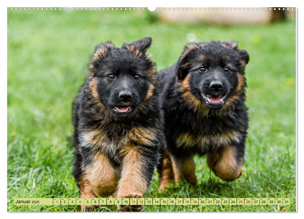 Altdeutsche Schäferhunde - Traumhafte Schäferhunde Langstockhaar (CALVENDO Wandkalender 2025)