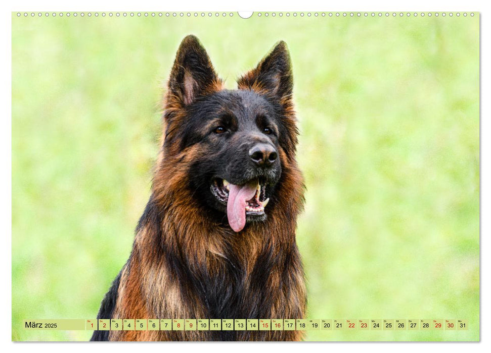 Altdeutsche Schäferhunde - Traumhafte Schäferhunde Langstockhaar (CALVENDO Wandkalender 2025)