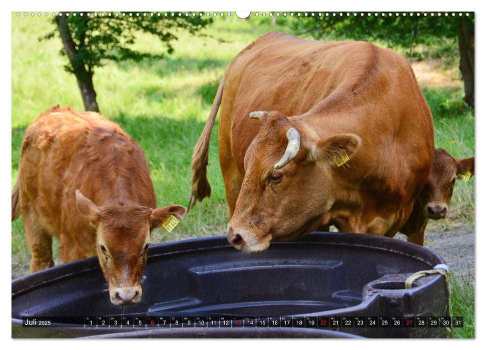 Kälber und Rinder (CALVENDO Premium Wandkalender 2025)