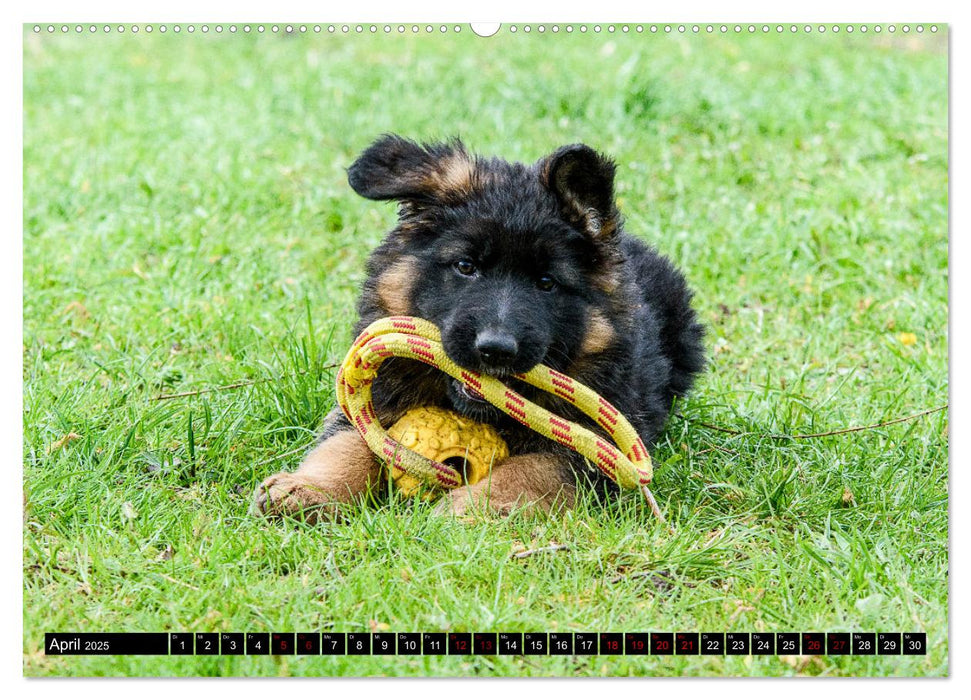 Langstockhaar - Schäferhund - Babys (CALVENDO Premium Wandkalender 2025)