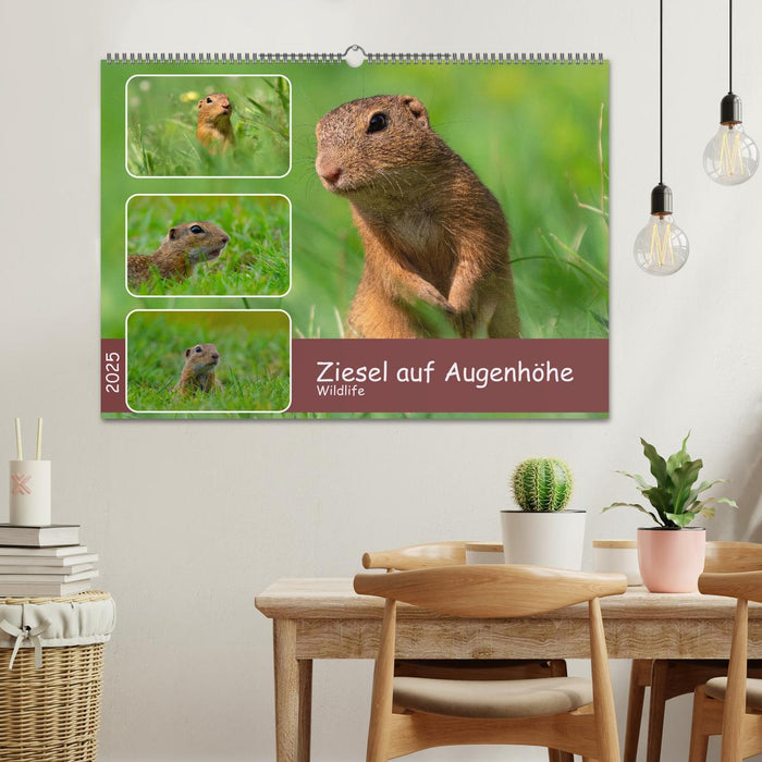 Ziesel auf Augenhöhe (CALVENDO Wandkalender 2025)