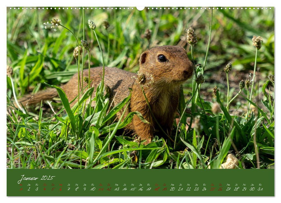 Ziesel auf Augenhöhe (CALVENDO Wandkalender 2025)