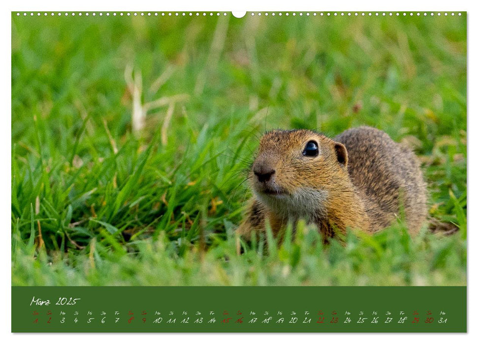 Ziesel auf Augenhöhe (CALVENDO Wandkalender 2025)