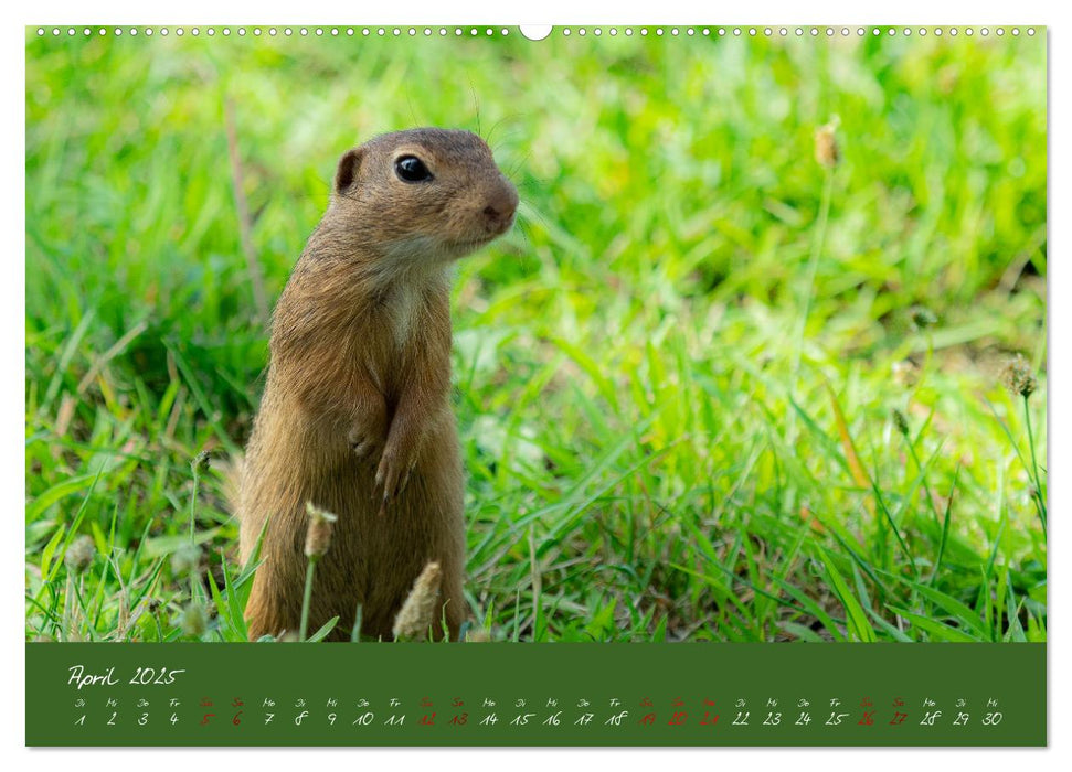 Ziesel auf Augenhöhe (CALVENDO Wandkalender 2025)