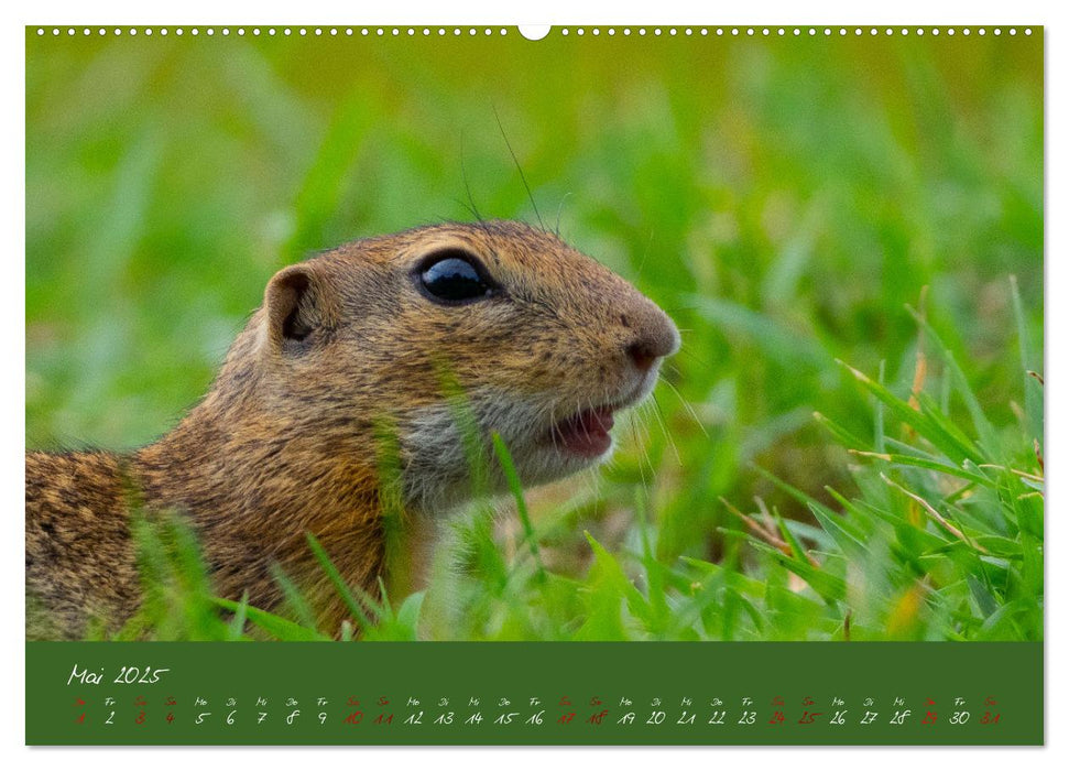 Ziesel auf Augenhöhe (CALVENDO Wandkalender 2025)