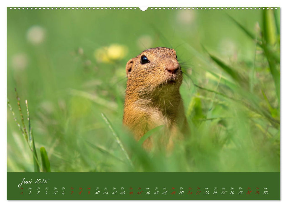 Ziesel auf Augenhöhe (CALVENDO Wandkalender 2025)