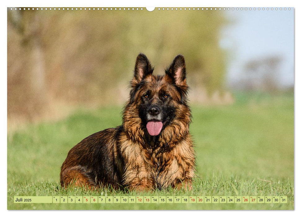 Altdeutsche Schäferhunde - Traumhafte Schäferhunde Langstockhaar (CALVENDO Premium Wandkalender 2025)