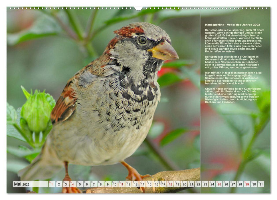 Heimische Vögel des Jahres (CALVENDO Wandkalender 2025)