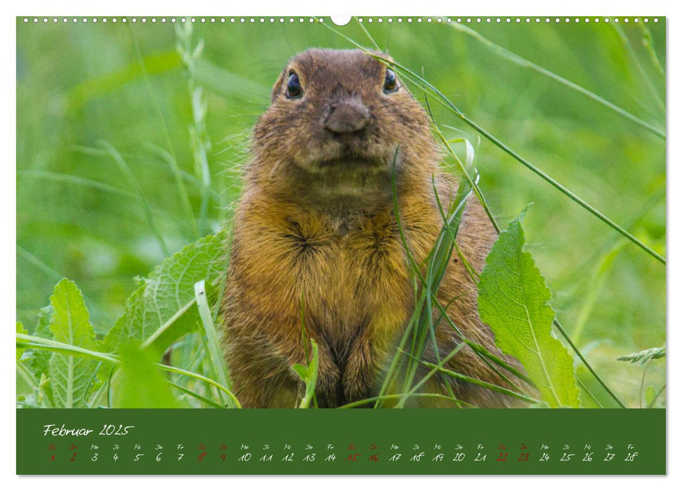 Ziesel auf Augenhöhe (CALVENDO Premium Wandkalender 2025)