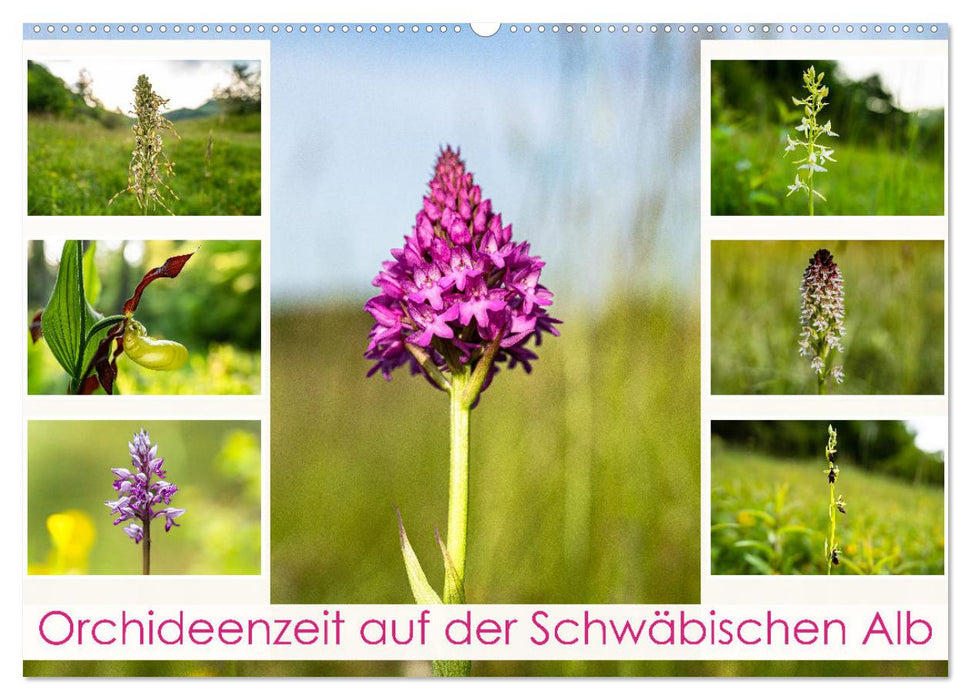 Orchideenzeit auf der Schwäbischen Alb (CALVENDO Wandkalender 2025)