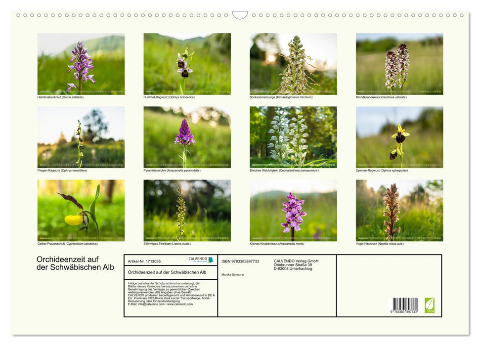 Orchideenzeit auf der Schwäbischen Alb (CALVENDO Wandkalender 2025)