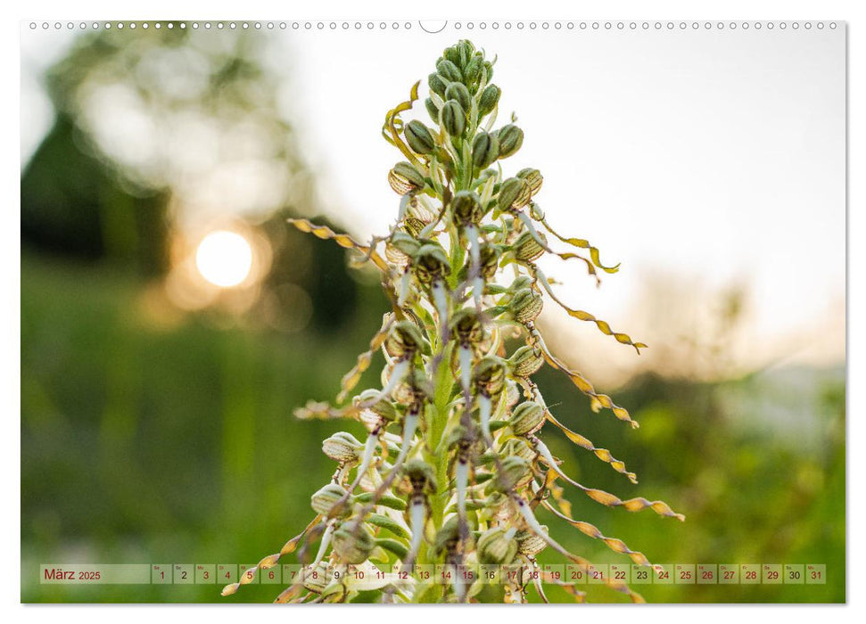 Orchideenzeit auf der Schwäbischen Alb (CALVENDO Wandkalender 2025)