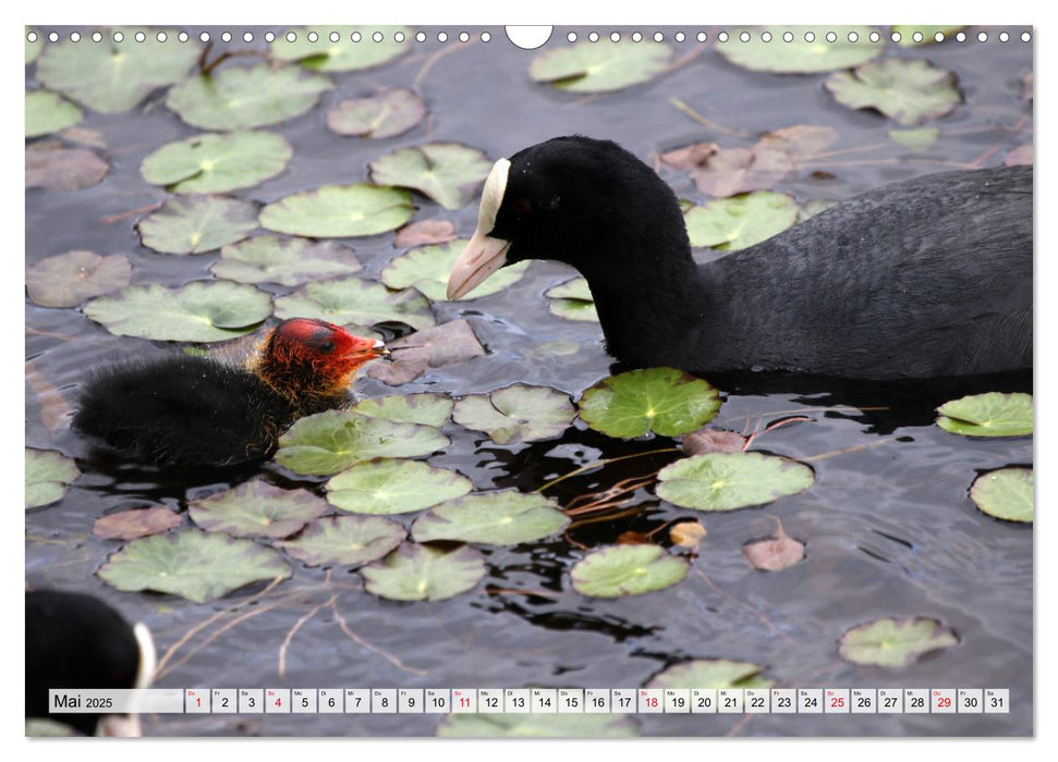 Emsauenpark Lingen (CALVENDO Wandkalender 2025)