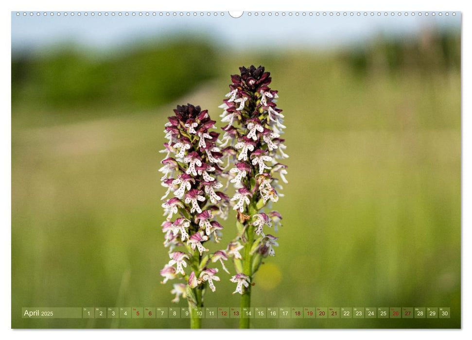 Orchideenzeit auf der Schwäbischen Alb (CALVENDO Premium Wandkalender 2025)