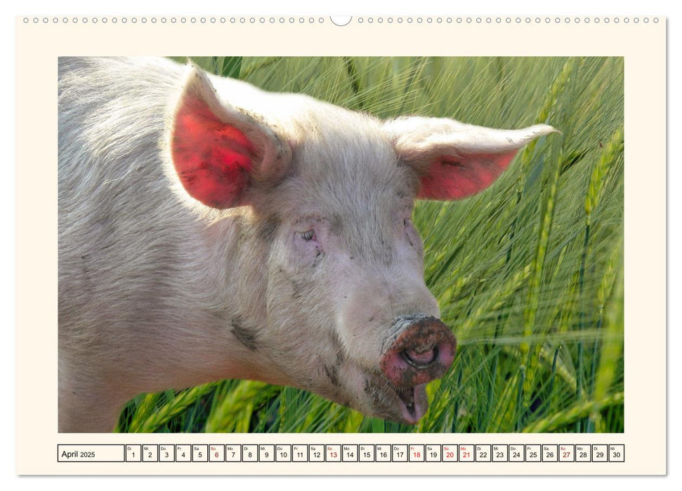 Tierische Schweinereien (CALVENDO Premium Wandkalender 2025)