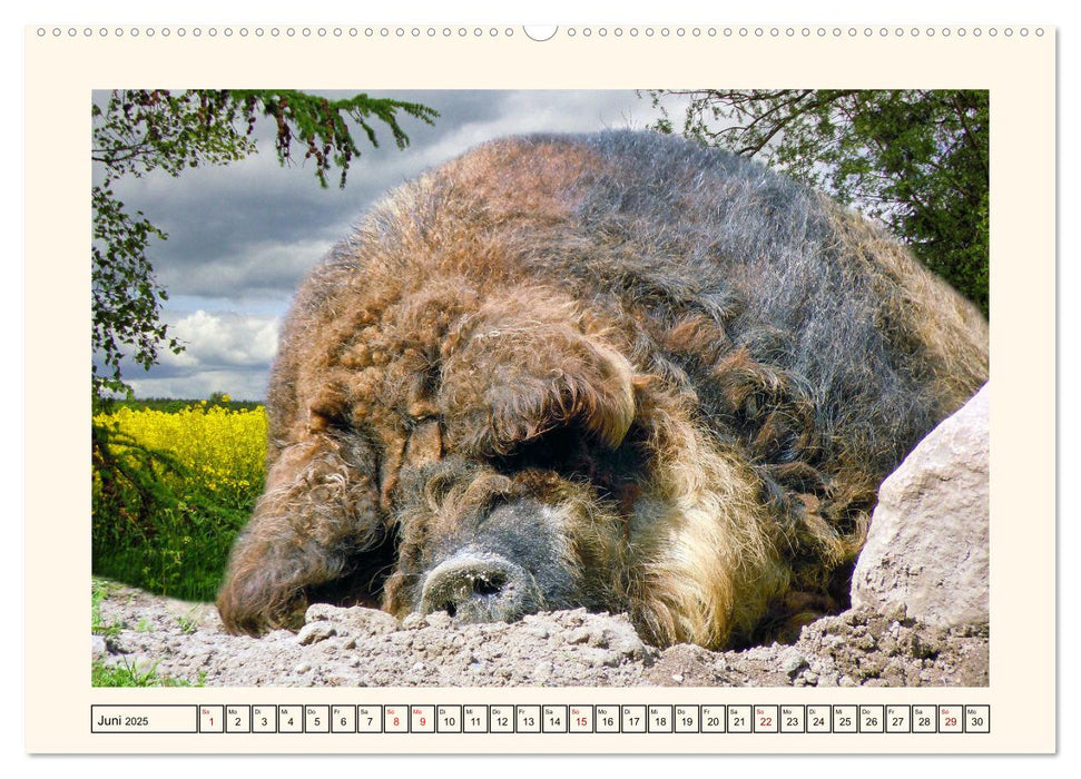 Tierische Schweinereien (CALVENDO Premium Wandkalender 2025)