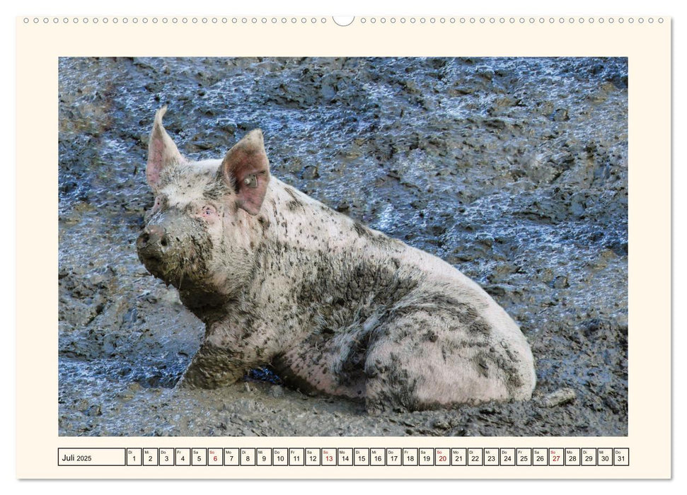 Tierische Schweinereien (CALVENDO Premium Wandkalender 2025)