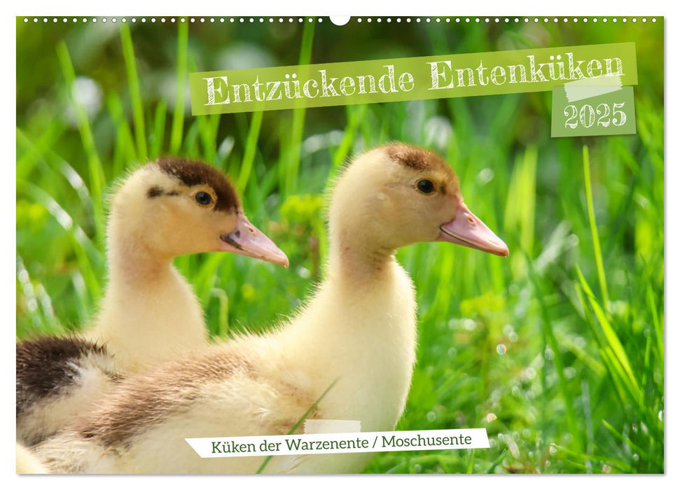 Entzückende Entenküken (CALVENDO Wandkalender 2025)