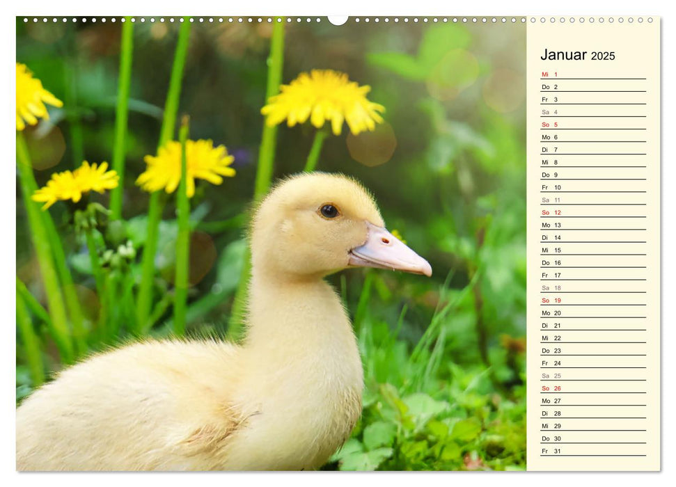 Entzückende Entenküken (CALVENDO Premium Wandkalender 2025)