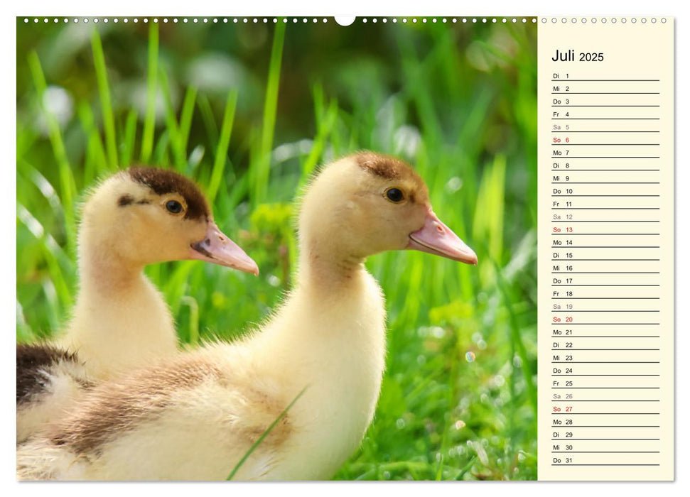 Entzückende Entenküken (CALVENDO Premium Wandkalender 2025)