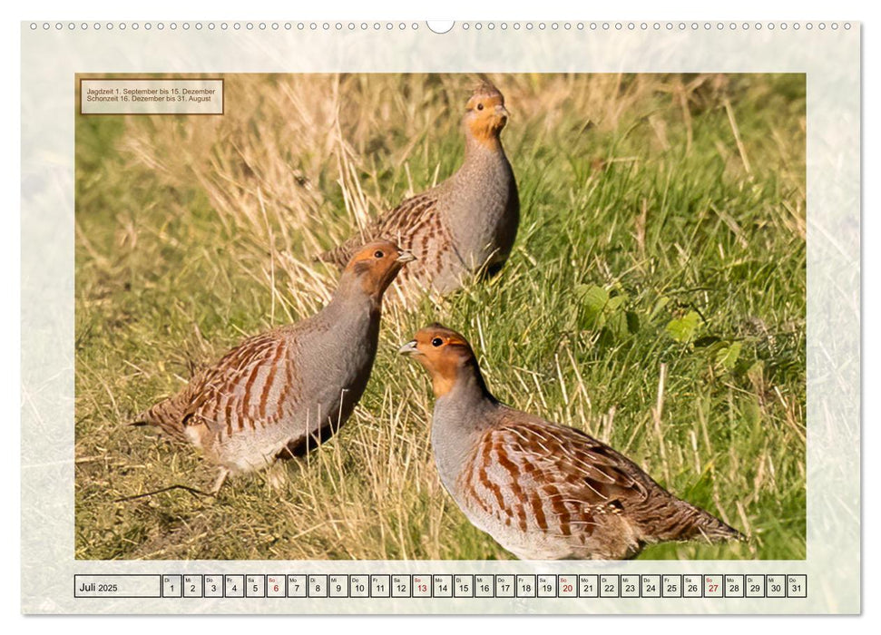 Deutsches Jagdwild - Waidmannsheil (CALVENDO Premium Wandkalender 2025)