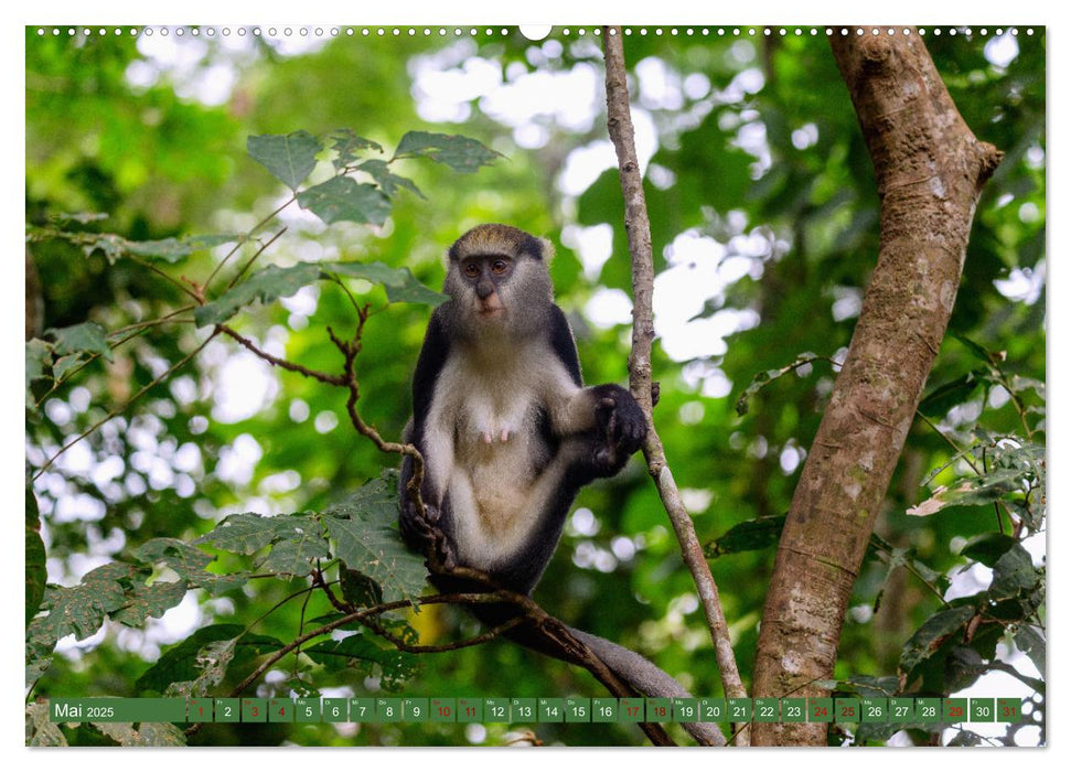 Ghana - Faszination Westafrika (CALVENDO Wandkalender 2025)