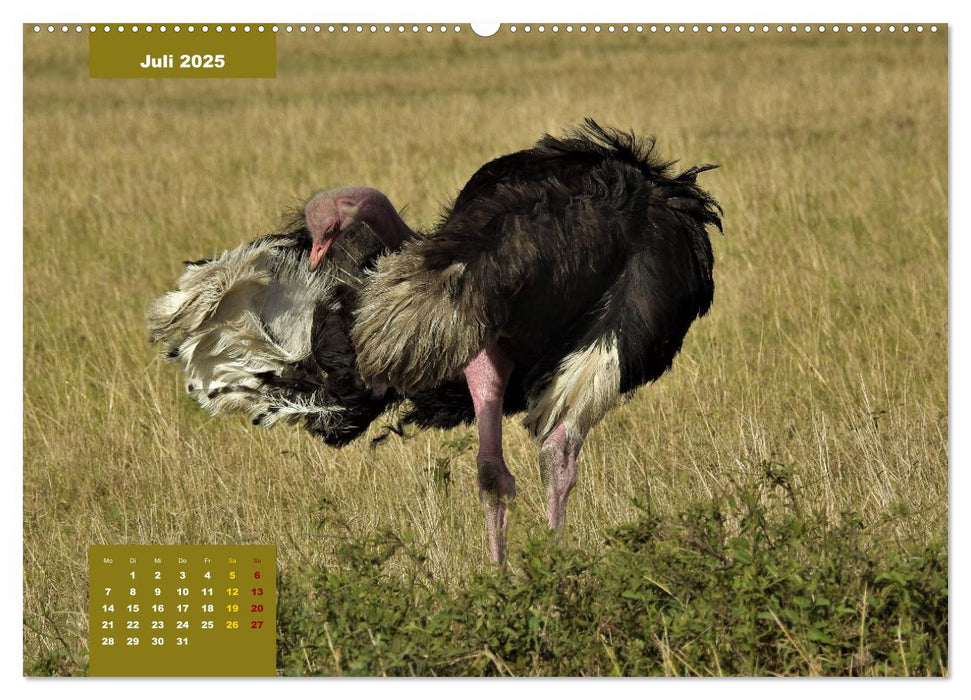 Safari njema - Safari Impressionen Kenia (CALVENDO Premium Wandkalender 2025)