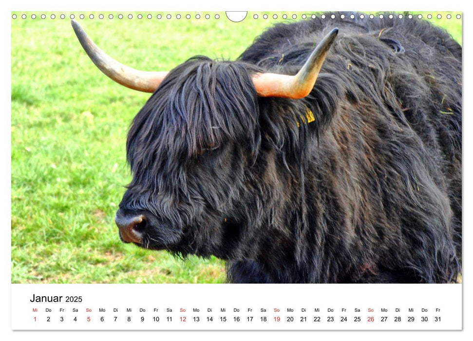 Zottelige Schotten (CALVENDO Wandkalender 2025)