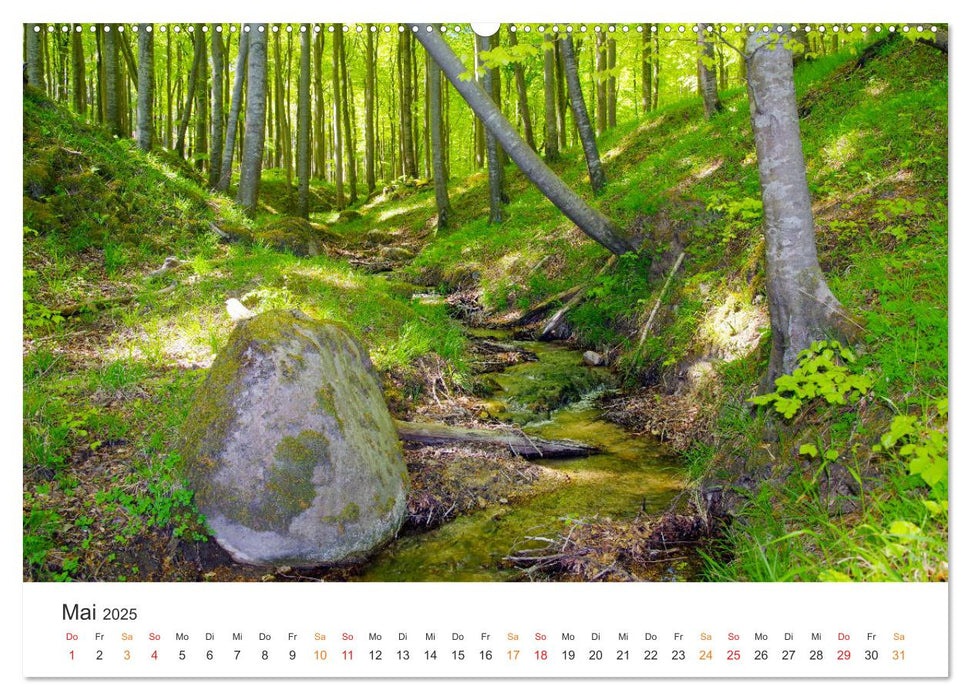 Wald macht glücklich (CALVENDO Premium Wandkalender 2025)