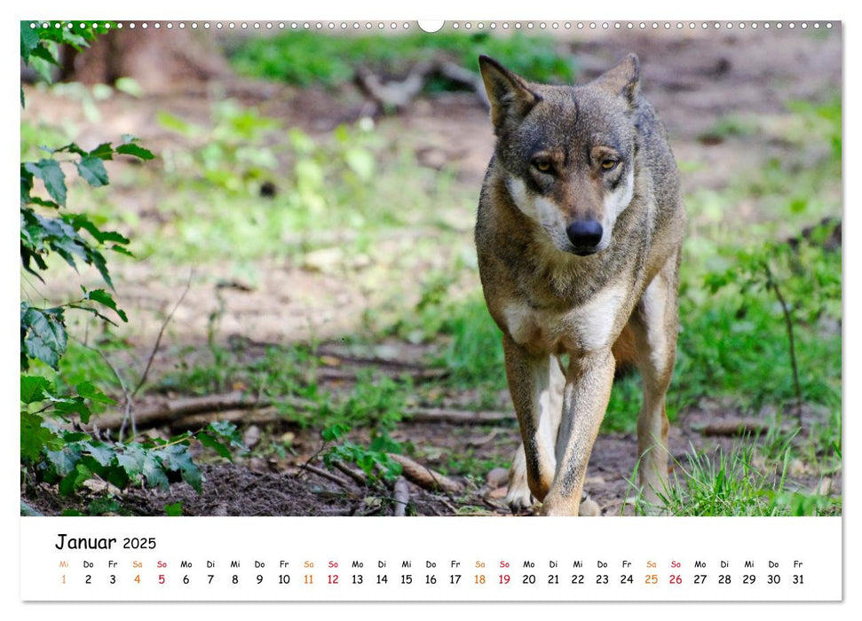 Unsere Wölfe - Ein Wildtier kehrt zurück (CALVENDO Wandkalender 2025)