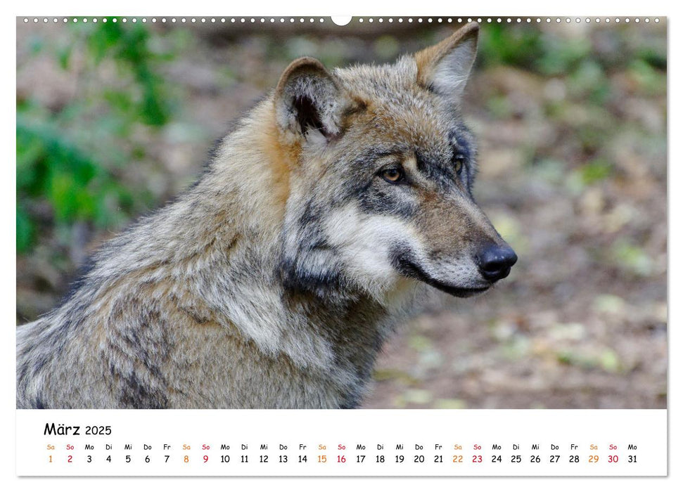 Unsere Wölfe - Ein Wildtier kehrt zurück (CALVENDO Wandkalender 2025)