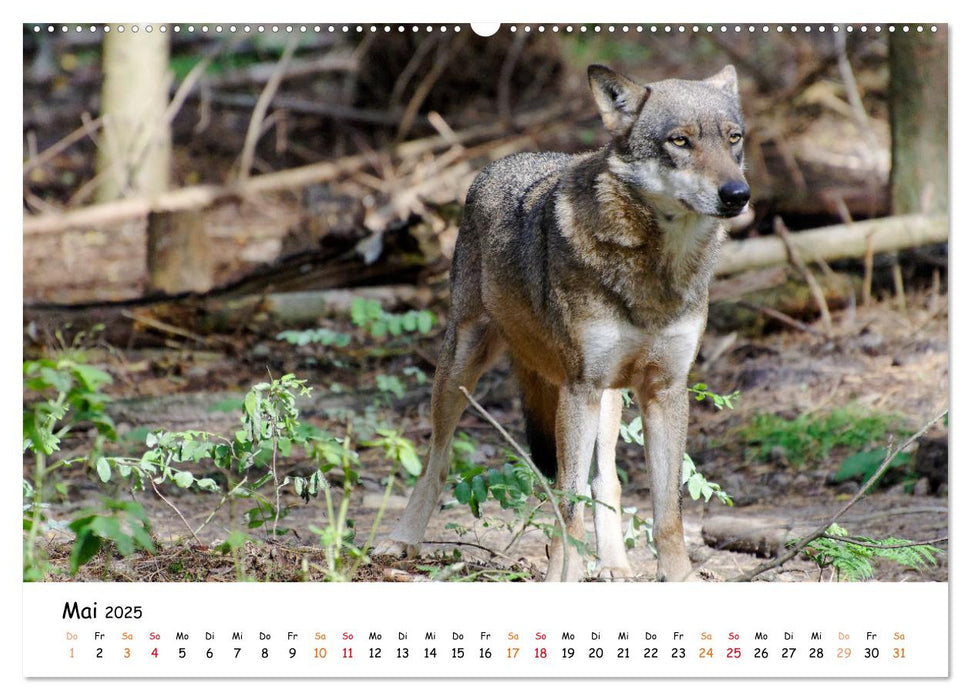 Unsere Wölfe - Ein Wildtier kehrt zurück (CALVENDO Wandkalender 2025)