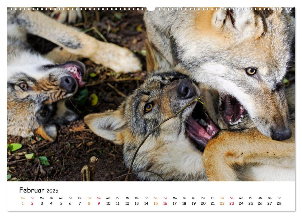 Unsere Wölfe - Ein Wildtier kehrt zurück (CALVENDO Premium Wandkalender 2025)