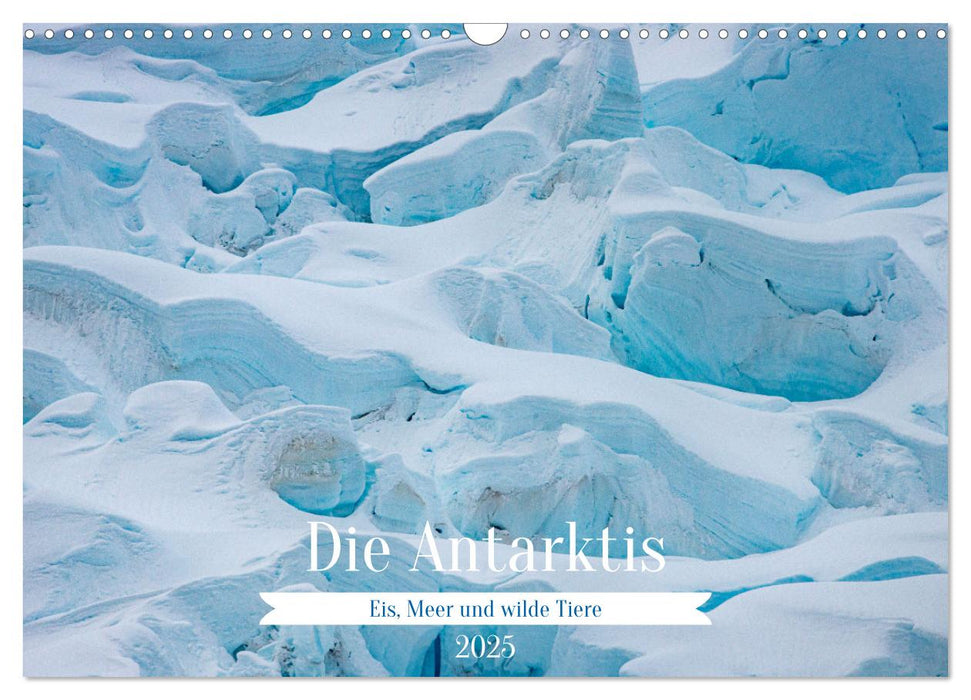 Die Antarktis - Eis, Meer und wilde Tiere (CALVENDO Wandkalender 2025)