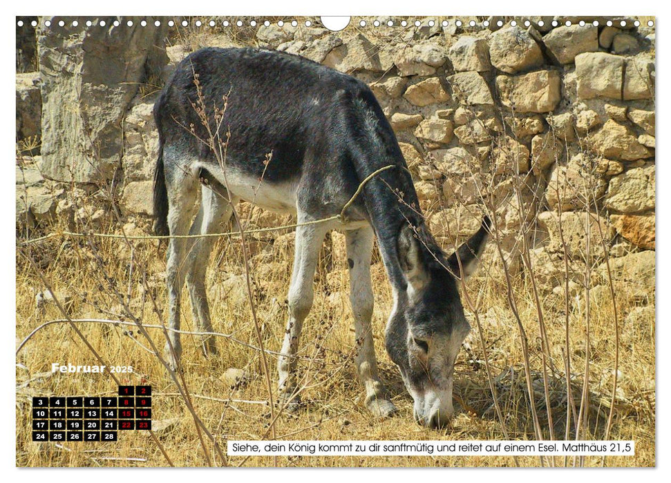 Tiere im Neuen Testament mit Bibelversen (CALVENDO Wandkalender 2025)