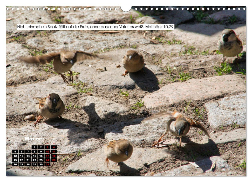 Tiere im Neuen Testament mit Bibelversen (CALVENDO Wandkalender 2025)