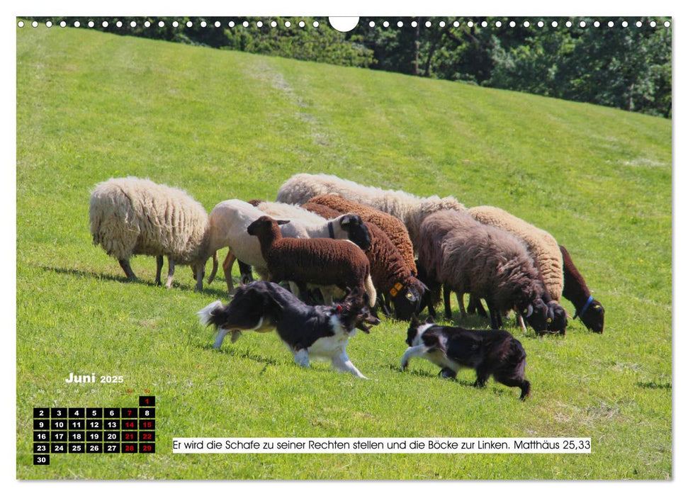 Tiere im Neuen Testament mit Bibelversen (CALVENDO Wandkalender 2025)