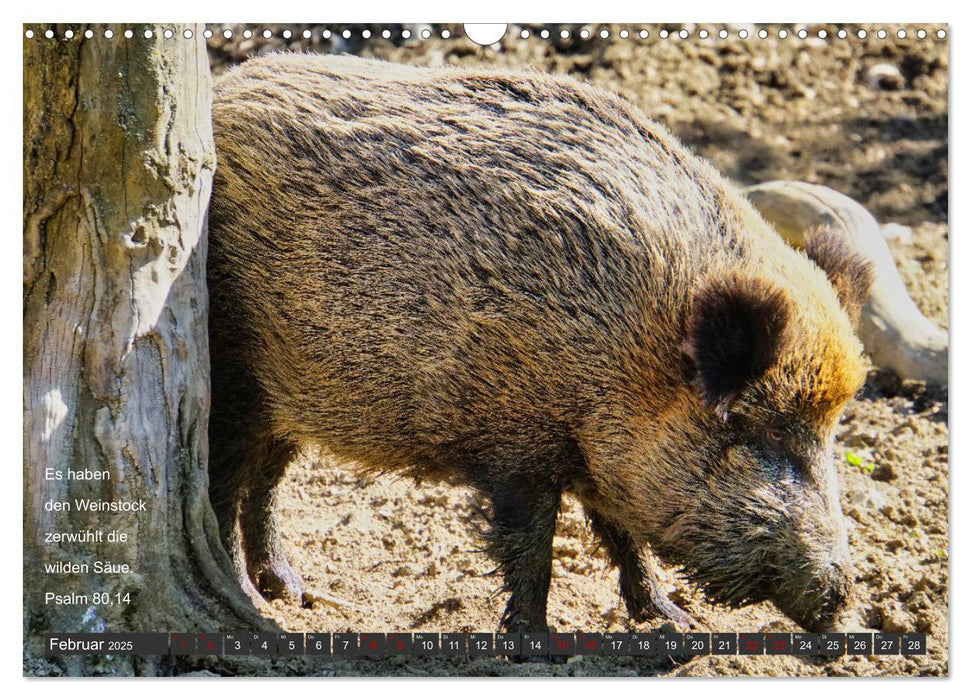 Tiere in der Hebräischen Bibel mit Bibelversen (CALVENDO Wandkalender 2025)