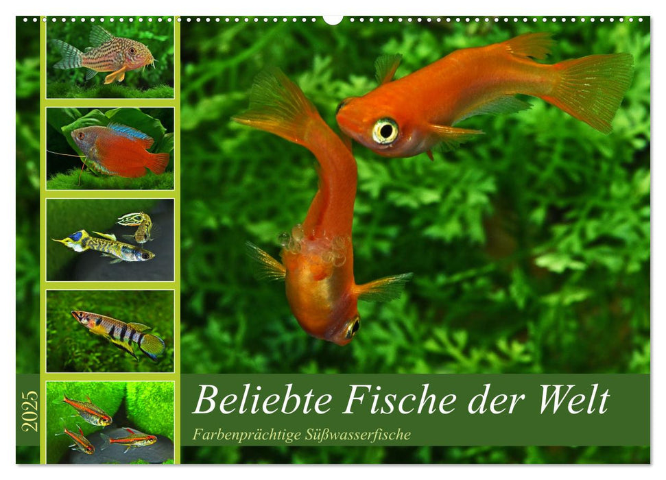 Beliebte Fische der Welt (CALVENDO Wandkalender 2025)