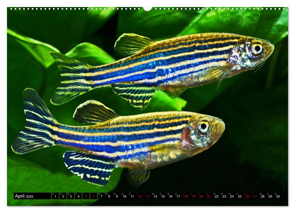 Beliebte Fische der Welt (CALVENDO Premium Wandkalender 2025)