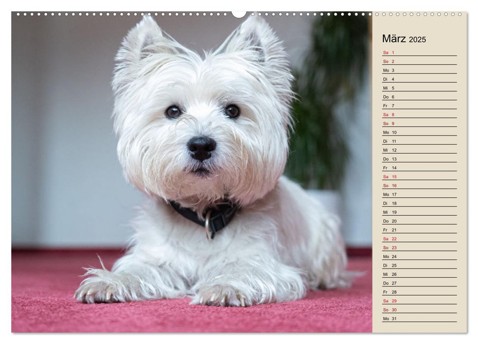 WEST HIGHLAND WHITE TERRIER - DER WESTIE - EIN HUND MIT CHARISMA (CALVENDO Wandkalender 2025)