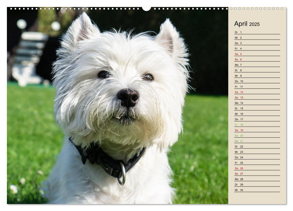 WEST HIGHLAND WHITE TERRIER - DER WESTIE - EIN HUND MIT CHARISMA (CALVENDO Wandkalender 2025)