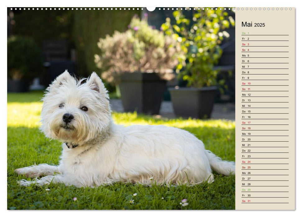 WEST HIGHLAND WHITE TERRIER - DER WESTIE - EIN HUND MIT CHARISMA (CALVENDO Wandkalender 2025)