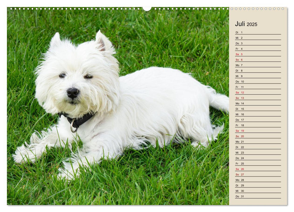 WEST HIGHLAND WHITE TERRIER - DER WESTIE - EIN HUND MIT CHARISMA (CALVENDO Premium Wandkalender 2025)