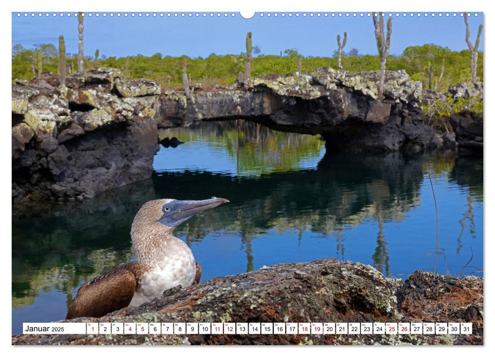 Galápagos - Die verwunschenen Inseln (CALVENDO Wandkalender 2025)