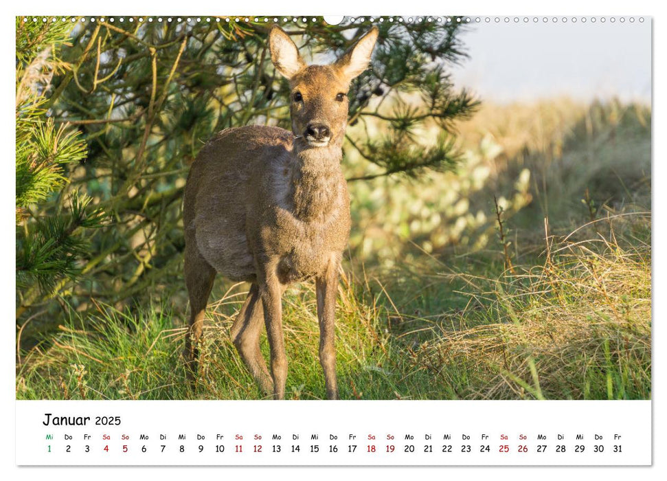 Wunderbare Tierwelt Deutschlands (CALVENDO Wandkalender 2025)