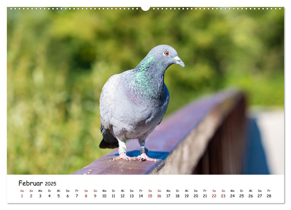 Wunderbare Tierwelt Deutschlands (CALVENDO Wandkalender 2025)