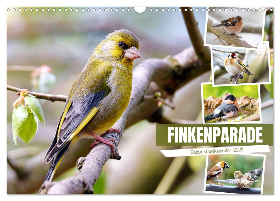 Finkenparade (CALVENDO Wandkalender 2025)