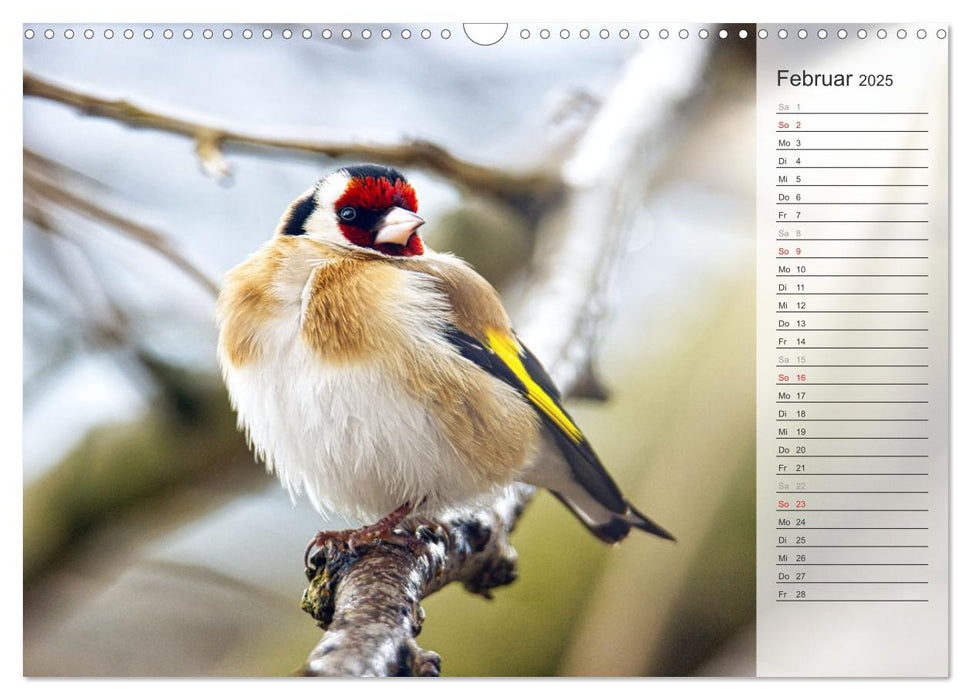Finkenparade (CALVENDO Wandkalender 2025)