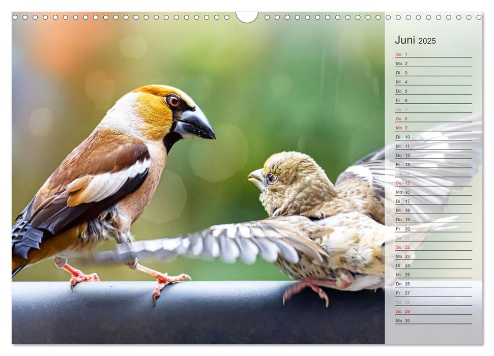 Finkenparade (CALVENDO Wandkalender 2025)